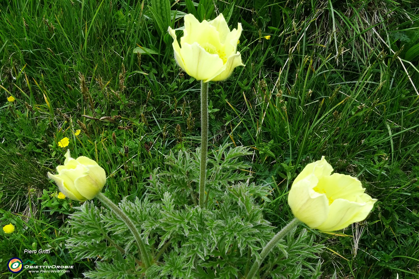 81 Qualche rara pulsatilla sulfurea.JPG